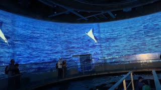 Kinosaki Marine World  Hyogo japan  Short video clips [upl. by Okemak248]