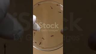 Aedes mosquito on petridish [upl. by Nyleahs]