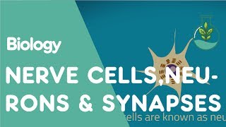 What are Nerve Cells Neurons amp Synapses  Physiology  Biology  FuseSchool [upl. by Nahshon]