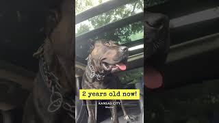 Domino Harvey is 🥈‼️ Female Presa Canario dog fy shortsfeed shorts birthday viral presa fy [upl. by Otreblide]