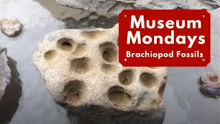 Brachiopod Fossils  Museum Mondays [upl. by Leopoldine]