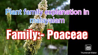 Family poaceae details in Malayalam [upl. by Haley]