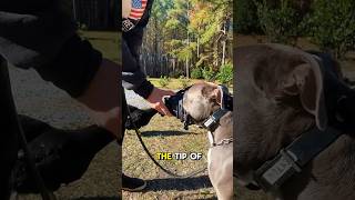 How to Start Muzzle Training Your Dog [upl. by Cahra]