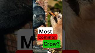 Which is the Most Common Crow Nature Question of the Day wildlife nature [upl. by Arissa]