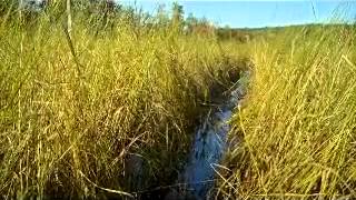 Wild Rice harvest and preparation from the waters of Maine [upl. by Kenweigh775]