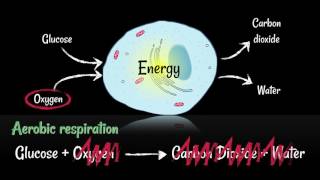 Respiration Aerobic vs Anaerobic [upl. by Herwin]