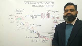 Basidiomycota Urdu Hindi medium profmasoodfuzail Life Cycle of Mushroom  Club Fungi [upl. by Goff607]