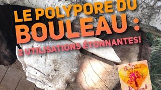 TrucsampAstuces 1  le polypore du bouleau 2 utilisations étonnantes [upl. by Sholes571]