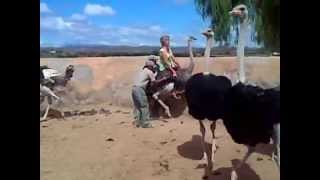 Riding a ostrich at Highgate ostrich farm in Oudtshoorn [upl. by Durnan200]