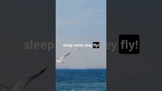 These creatures sleep while flying 😱 sleepwhileflying facts [upl. by Landrum]