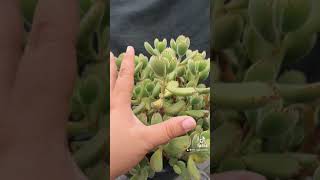 Cotyledon Tomentosa “Garrita de Oso” [upl. by Ahsilem]