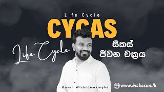 Cycas sp Life Cycle  Unit 4  Biology  Kasun Wickramasinghe [upl. by Nihi]