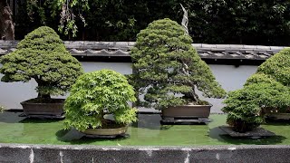 Omiya Bonsai Village [upl. by Llenehs]