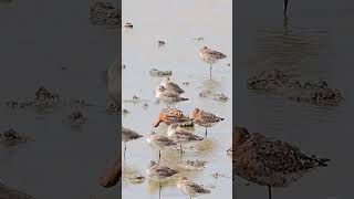 blacktailed godwits mostly sleeping on Pennington marsh in Hampshireshortsbirdsnature wildlife [upl. by Jahdai]