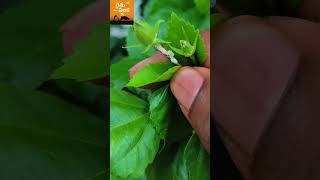 Terrace gardening Crossandra kanakambaram firecracker plant [upl. by Suivatna]