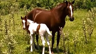 NASCEU MAIS UM POTRO NA FAZENDA [upl. by Cathee]