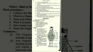 oedogonium practical zoology bsc part 1 [upl. by Nohsid173]