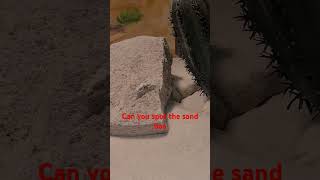 Where is that Kenyan sand boa Can you see him snake sandboa shortvideo [upl. by Izak]