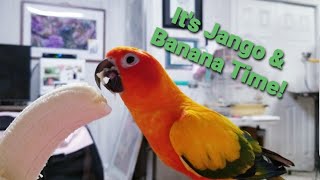 Jango The Sun Conure Cant Resist A Yummy Banana ROUND 6 [upl. by Yelsnik]