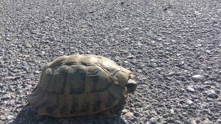 Hermanns tortoise Testudo hermanni   Greek tortoise [upl. by Lashondra917]