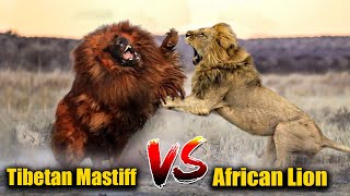 Can Tibetan Mastiff Dog Beat a LION  Amazing Dog Facts [upl. by Bruckner282]