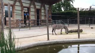 Giraffen Knies Kinderzoo Rapperswil 2 13052024 [upl. by Beard]