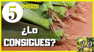 🌵Cómo reproducir suculentas por hojas en 5 PASOS⭐️PARTE 12 [upl. by Esilegna]