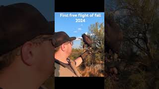 First free flight Not hunting We are checking her response time and focus hawk falconry [upl. by Hewie839]