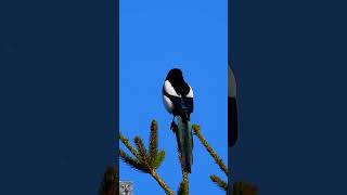 Eurasian magpie sound Skjære Сорока Pie bavarde Urraca común Elster Ekster Sroka zwyczajna shorts [upl. by Nelyahs]