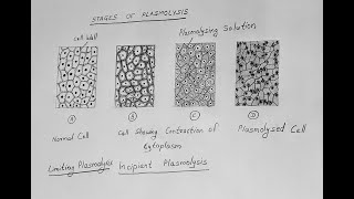 STAGES OF PLASMOLYSIS DIAGRAM CLASS 11 BIOLOGY [upl. by Neerac875]