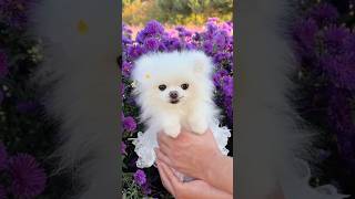 Pomeranian Dog Price in Indian Market  dog breeds with price India  Teacup dog price dog viral [upl. by Veronique586]