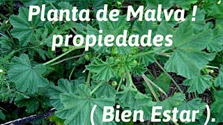 Planta de Malva  propiedades  Bien Estar [upl. by Toma]