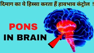 Pons Anatomy  Pons Function In Brain  दिमाग का ये हिस्सा करता हैं हावभाव कंट्रोल [upl. by Sutphin]