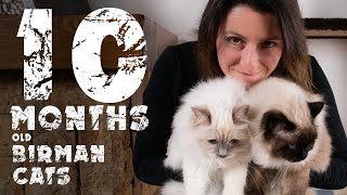 Briman cats in first 10 months  Awesome Birmans  Cats diary [upl. by Nerhtak]