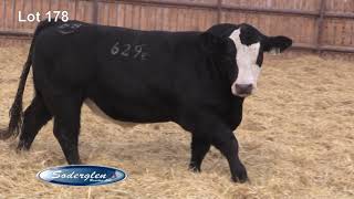 Lot 178 Soderglen Ranch Select 2019 Bull Sale Black Simmental [upl. by Gearhart]