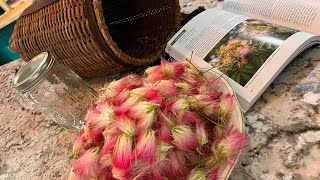 How to make a Mimosa Flower Tincture for when you need a little Happiness [upl. by Ingvar592]