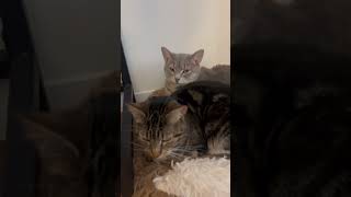 Cozy Cat Sisters Annoyed cat Vs Tabby Cat animals cat cutecat catlover cute [upl. by Frierson]