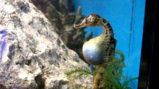 seahorse birth 1 [upl. by Ingvar]