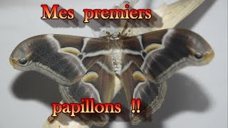 Mes premiers papillons [upl. by Stulin]