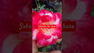 Rose flower vereity shortfeed malayalam [upl. by Colb]