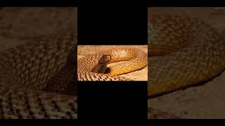 The Inland Taipan Oxyuranus microlepidotussnake [upl. by Orrocos]