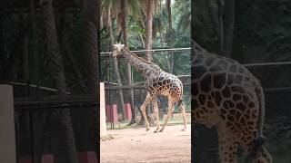 Hyderabad zoo park viralshort [upl. by Carrel11]