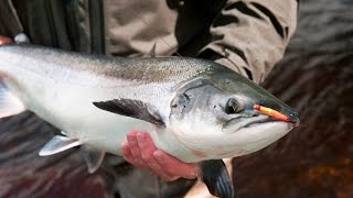 Fly Fishing For Atlantic Salmon River Finn  One Of Irelands Finest Rivers [upl. by Ardel]