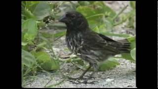 Evolution in the Galapagos [upl. by Foulk]