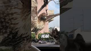 Hawk Attacks Kitten gabrielM1111 [upl. by Kcuhc]