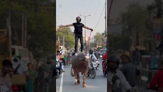 Yeh vaada raha Bull vlog shortvideo bull reaction trending [upl. by Eerehc]