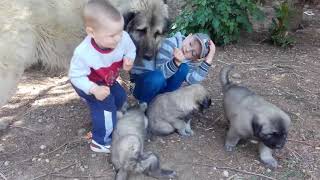 illyrian shepherd puppies and kids playtime  qeni i sharrit dhe femijet duke luajtur sebashku [upl. by Occir]