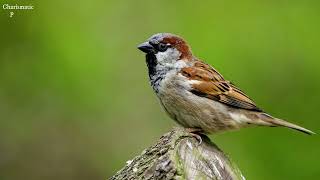 A Joyful Call of House Sparrow  Sparrow Call  Sparrow Chirping  Sparrow Songs  Sparrow Sounds [upl. by Diba]