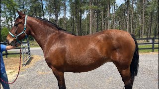 Bay Morgan Cross Mare Riding [upl. by Christalle]