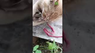 Funny Cat Moments Warning – Dogs and Cats clash in a dramatic confrontation you cant miss shorts [upl. by Ifar126]